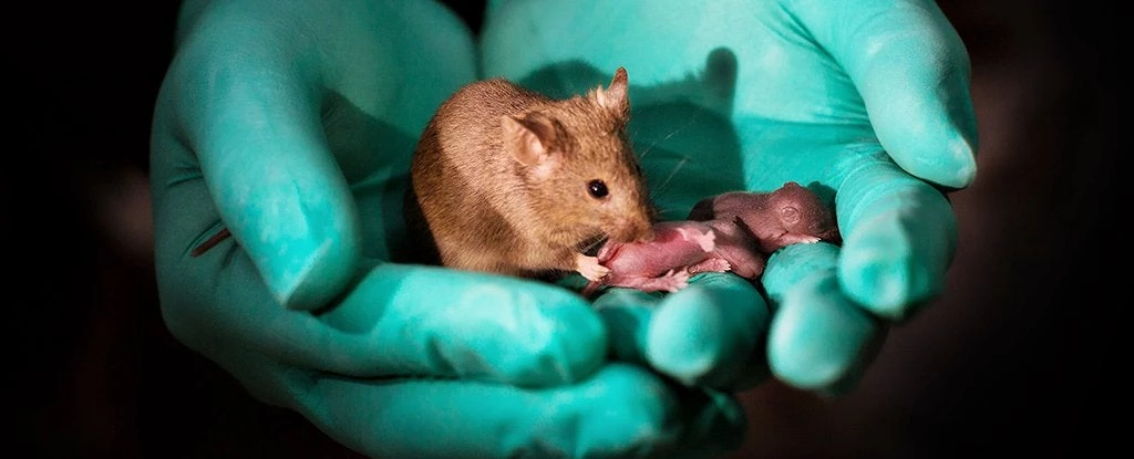 Κινέζοι ερευνητές «γέννησαν» ποντίκια με 2 βιολογικές μητέρες και κανένα πατέρα-Πρόβα και για την ομοφυλόφιλη ανθρώπινη κοινωνία; 